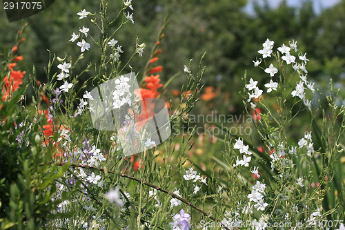 Image of Summer flowers