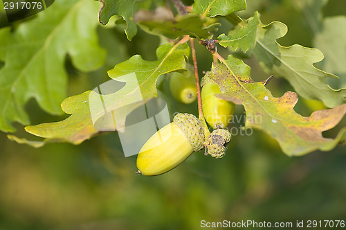 Image of Oak