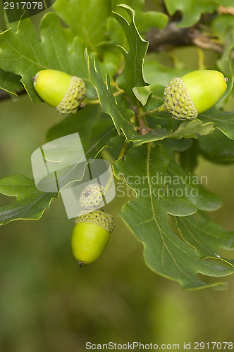Image of Oak