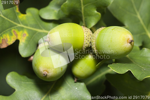 Image of Oak