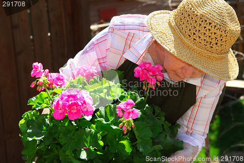 Image of Senior woman gardening