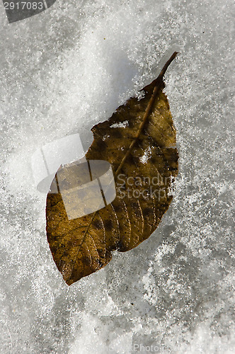 Image of Leaf