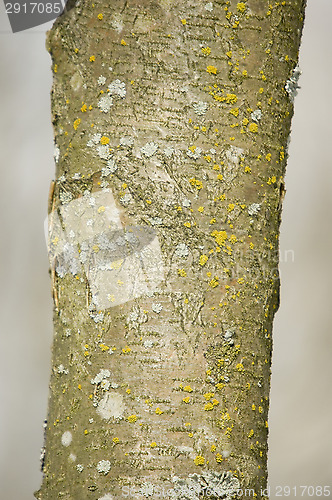 Image of Alder