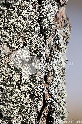 Image of Lichen