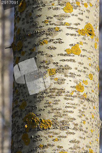 Image of Lichen