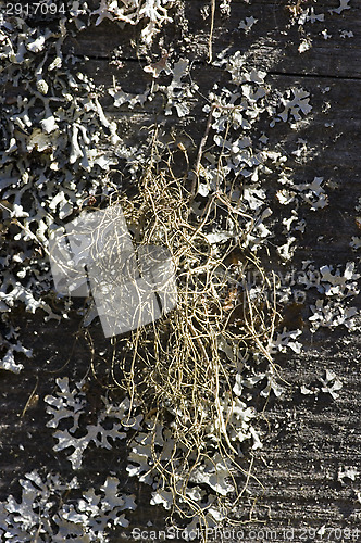 Image of Lichen