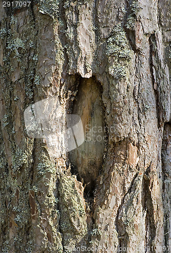 Image of Tree