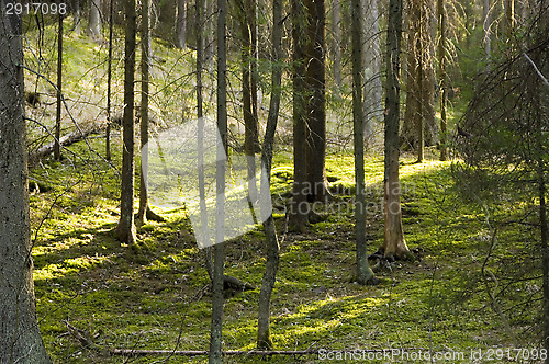 Image of Forest