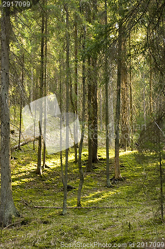 Image of Forest