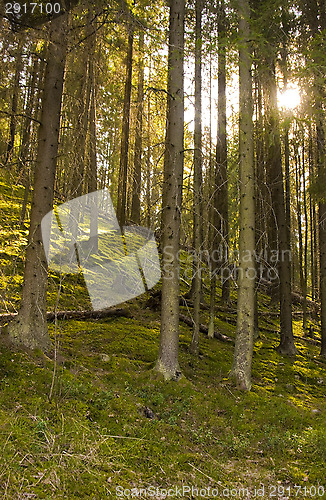 Image of Forest