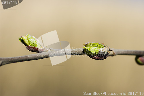 Image of Sprout
