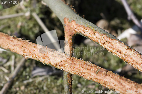 Image of Milled branch