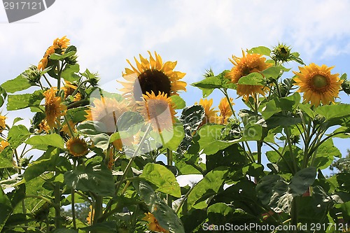 Image of Sunflower