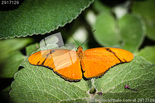 Image of Julia Heliconian Dryas Julia