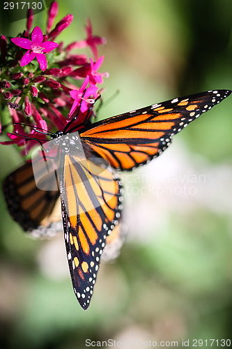 Image of Monarch Danaus Plexippus