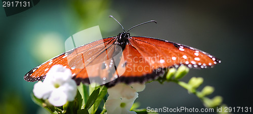 Image of Queen Danaus Gilippus