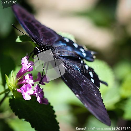 Image of Spicebush Swallowtail Papilio Troilus