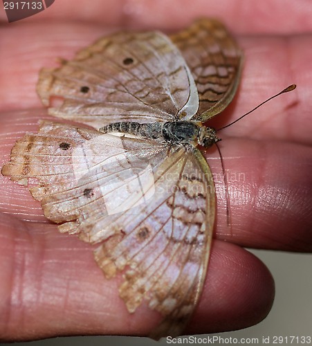 Image of White Peacock Anartia Jatrophae