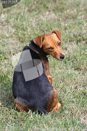 Image of Mongrel dog