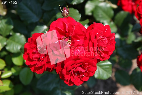 Image of Red rose