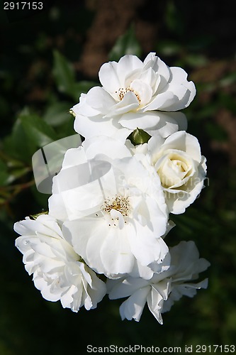 Image of White rose