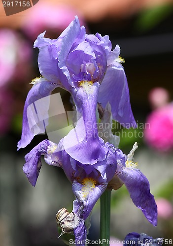 Image of Purple Iris