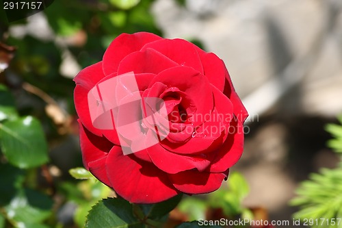 Image of Red rose