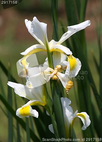 Image of Yellow Iris