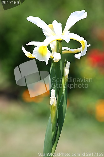 Image of Yellow Iris