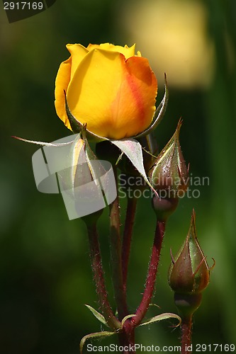 Image of Yellow rose