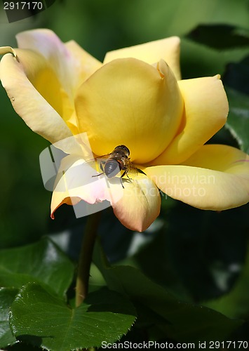 Image of Bee on the rose