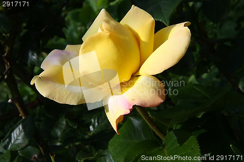 Image of Yellow rose