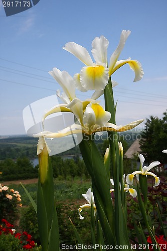 Image of Yellow Iris