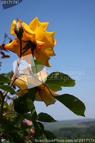 Image of Yellow rose