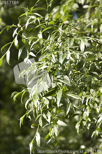 Image of Silver willow