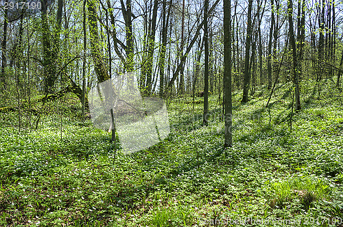 Image of Spring in the forest