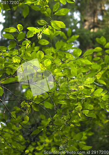 Image of Leafs