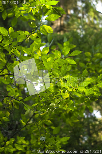 Image of Leafs