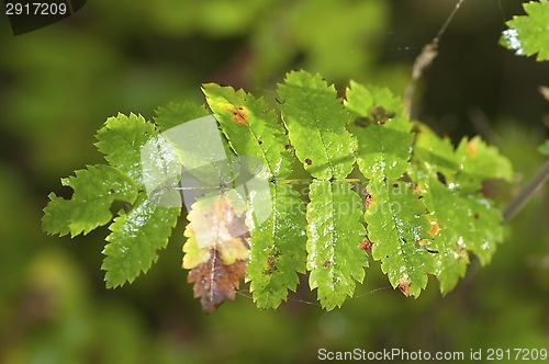 Image of Leaf