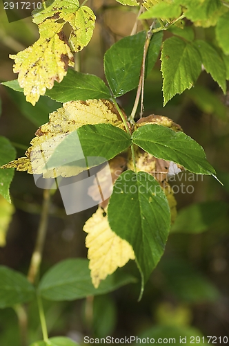 Image of Leafs