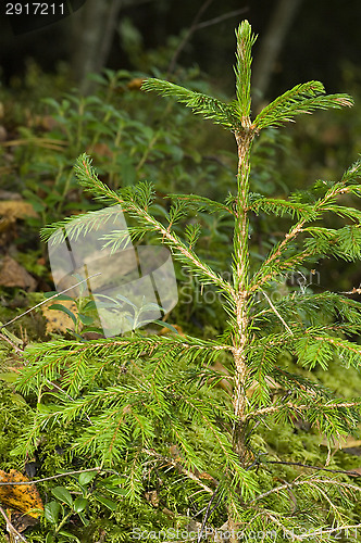 Image of Fir-tree