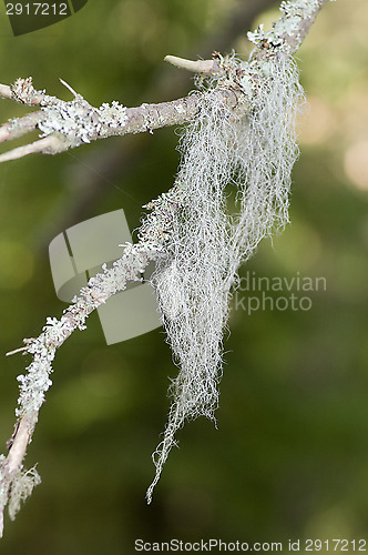 Image of Lichen