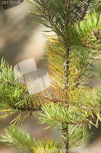 Image of Fir-tree