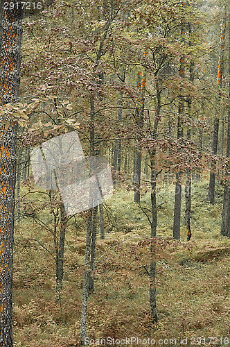 Image of Forest