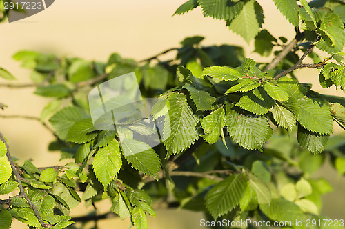 Image of Leafs