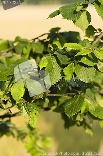 Image of Leafs