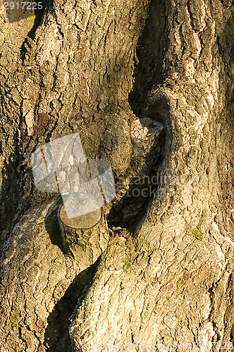 Image of Tree