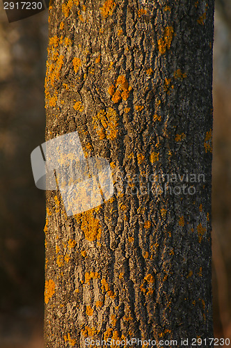 Image of Lichen