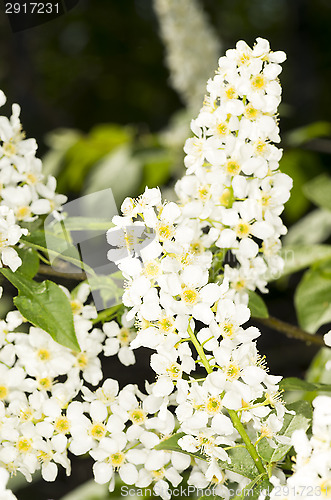 Image of European bird cherry