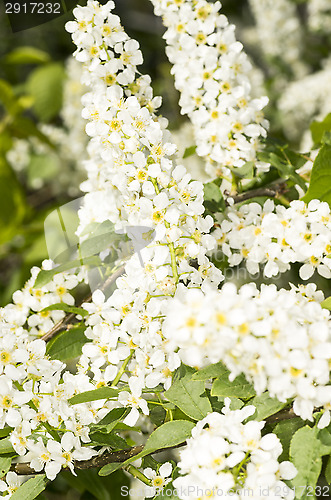 Image of European bird cherry